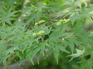 Acer_palmatum0