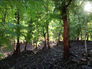 brooklyn-redwood-forest